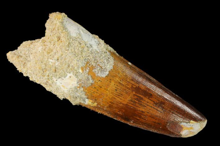 Spinosaurus Tooth - Real Dinosaur Tooth #159994